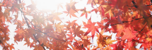Autumn red leaves on a tree and sunny sky day Maximise sunlight Fatigue